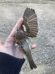 Passer domesticus balearoibericus