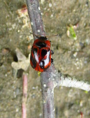 Gonioctena viminalis