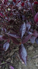 Alternanthera brasiliana