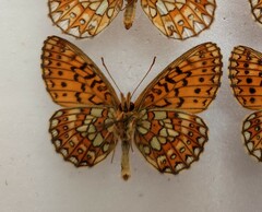 Boloria eunomia