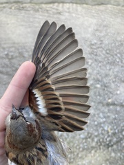 Passer domesticus balearoibericus