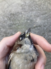 Passer domesticus balearoibericus
