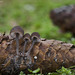 Mycena plumipes - Photo (c) Filip Fuljer, algunos derechos reservados (CC BY-NC), subido por Filip Fuljer