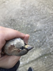 Passer domesticus balearoibericus
