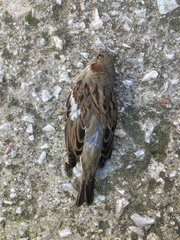 Passer domesticus balearoibericus