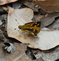 Taractrocera papyria agraulia