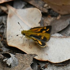 Taractrocera papyria agraulia