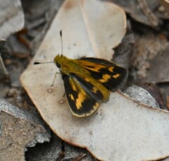 Taractrocera papyria agraulia