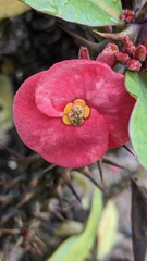 Euphorbia milii