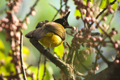 Rubigula flaviventris