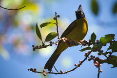 Rubigula flaviventris