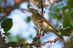 Turdus obscurus