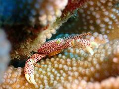 Trapezia rufopunctata