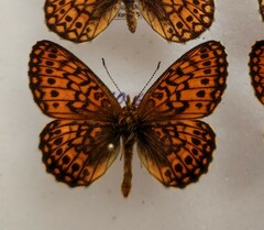 Boloria eunomia