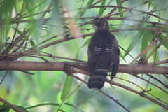 Hierococcyx sparverioides