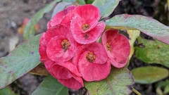 Euphorbia milii