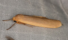 Lomilema gracilipennis