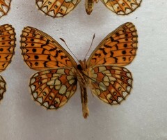 Boloria eunomia