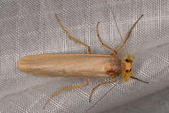 Lomilema gracilipennis