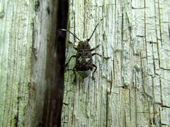 Platystomos albinus