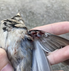 Passer domesticus balearoibericus