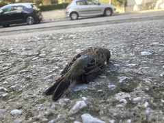Passer domesticus balearoibericus
