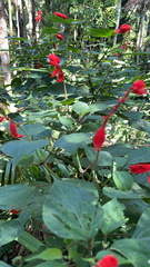 Salvia splendens