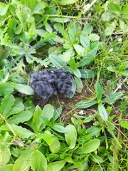 Thaumetopoea herculeana