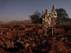 Drimia sanguinea