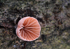 Panellus violaceofulvus