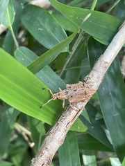 Platyomus nodipennis