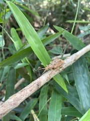 Platyomus nodipennis