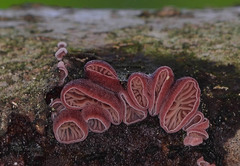Panellus violaceofulvus
