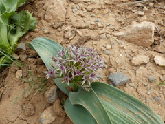 Allium austroiranicum