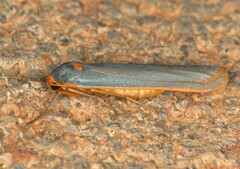 Sozusa scutellata
