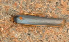 Sozusa scutellata