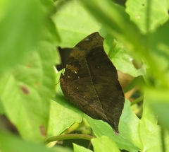 Doleschallia bisaltide