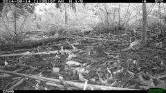 Pycnoptilus floccosus