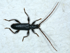 Callidiopis scutellaris