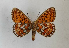 Boloria eunomia