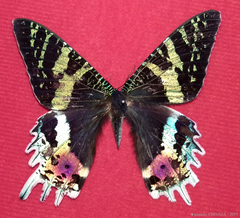 Chrysiridia rhipheus