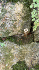 Tetragonisca angustula