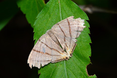 Orudiza protheclaria