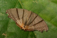 Orudiza protheclaria