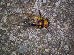 Megatibicen pronotalis