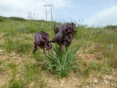 Iris lycotis