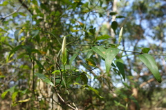 Jasminum nervosum