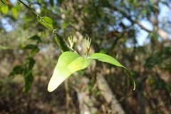 Jasminum nervosum