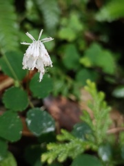 Thalictrum urbainii