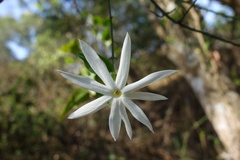 Jasminum nervosum